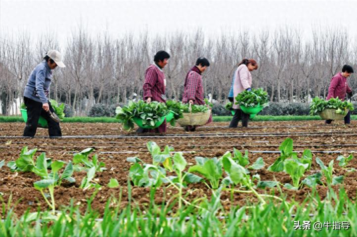 Indoor vegetable cultivation