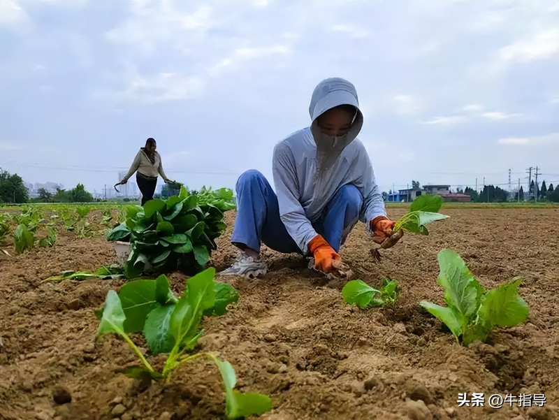 Indoor vegetable cultivation