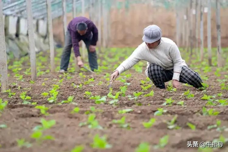 Indoor vegetable cultivation