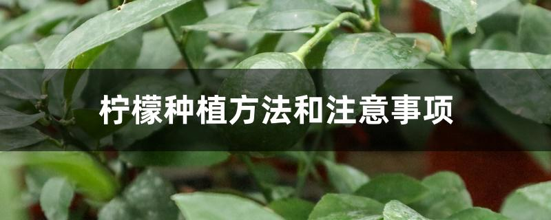 柠檬苗怎么种植方法