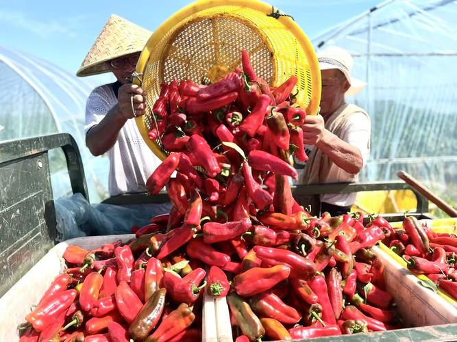 辣椒种植技术与管理