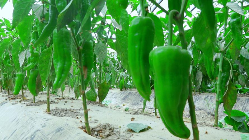 辣椒种植技术与管理