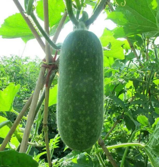 节瓜种植方法