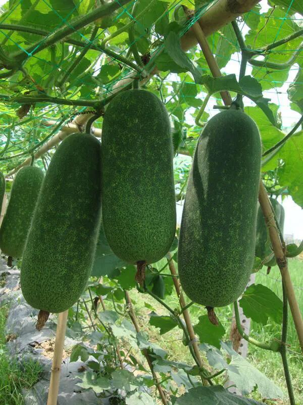 节瓜种植方法