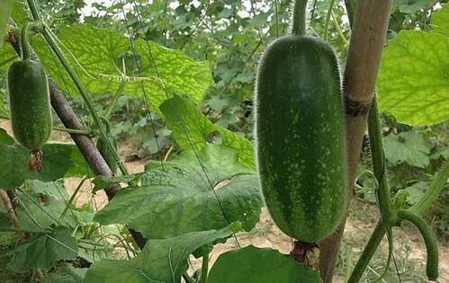 节瓜种植方法