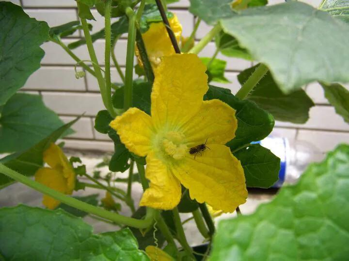 节瓜种植方法