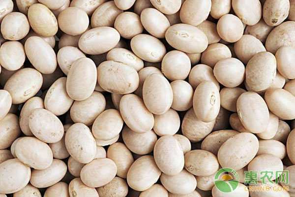 大豆如何科学种植？大豆种植技术汇总