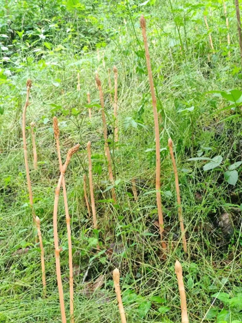 Tamako plantation technology