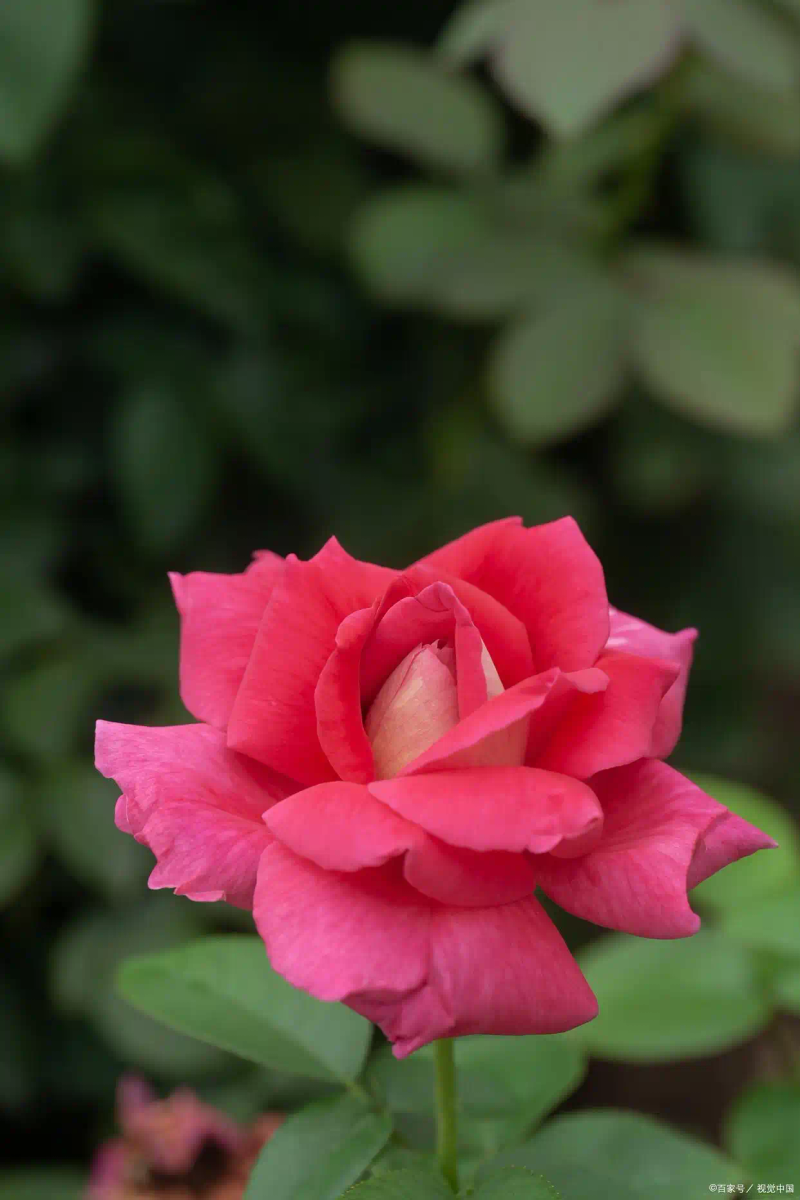 月季的种植方法