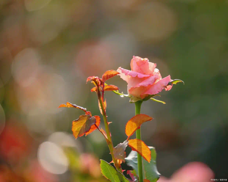 月季的种植方法