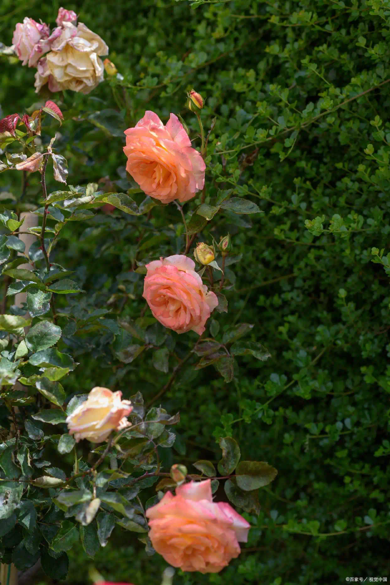 月季的种植方法