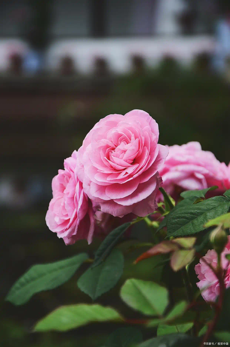 月季的种植方法