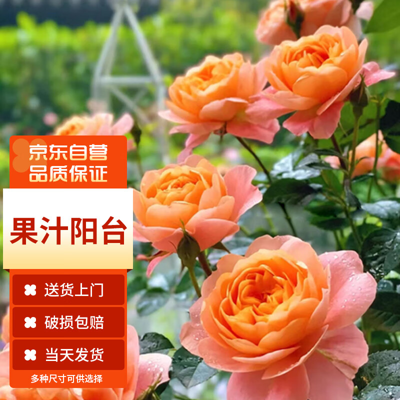 月季的种植方法