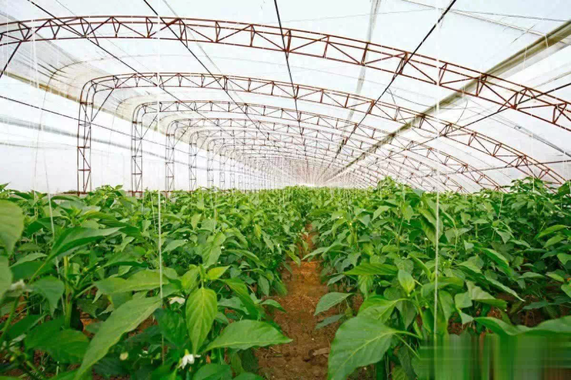 辣椒种植技术与管理