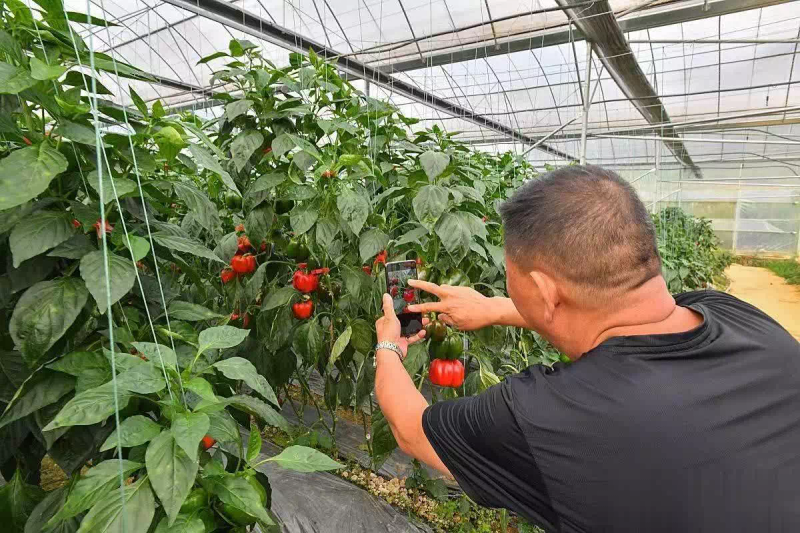 辣椒种植技术与管理