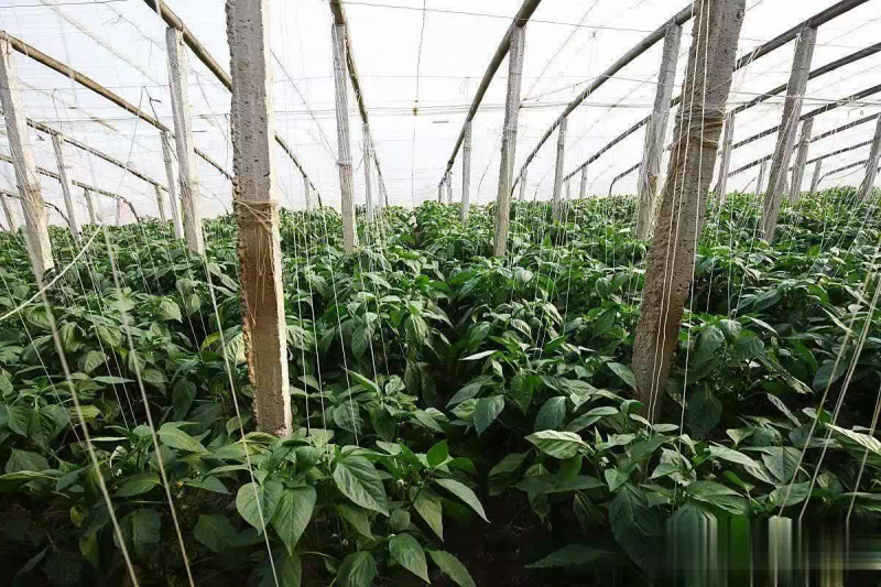 辣椒种植技术与管理