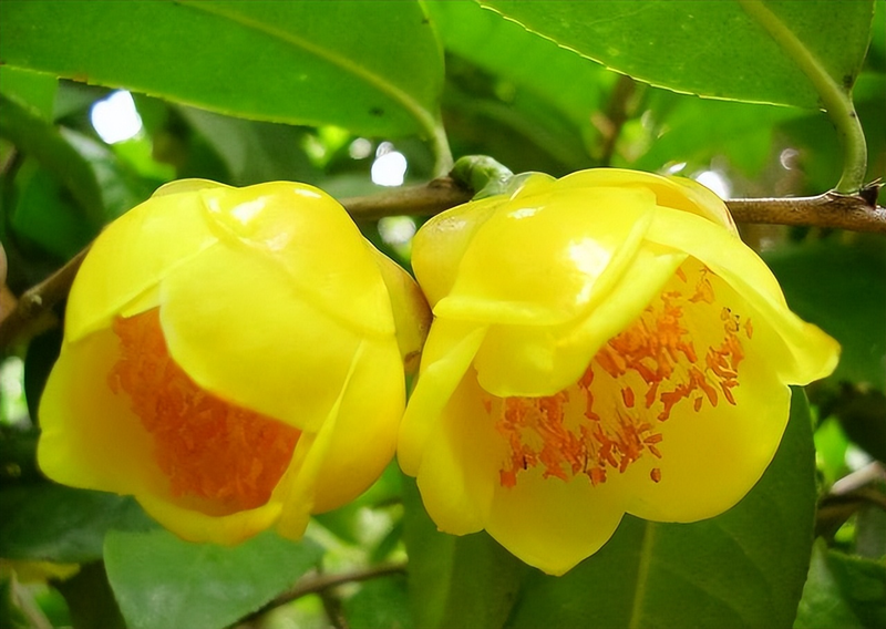 金花茶种植方法