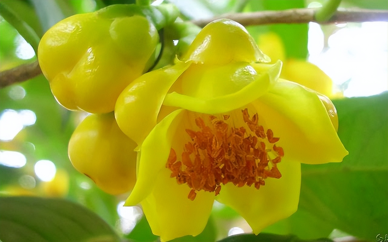 金花茶种植方法