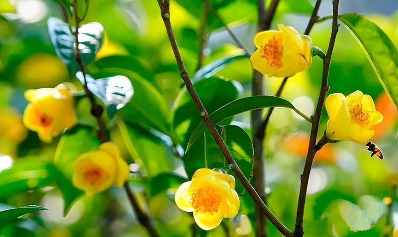 金花茶种植方法