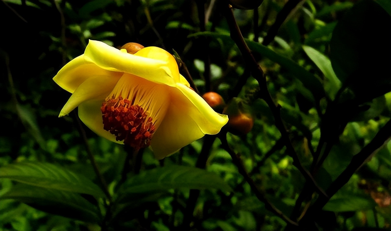 金花茶种植方法