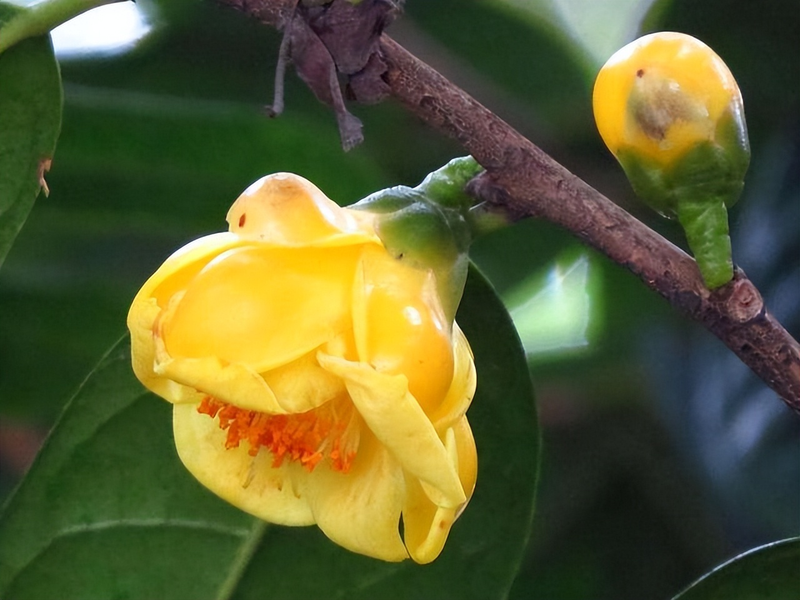 金花茶种植方法