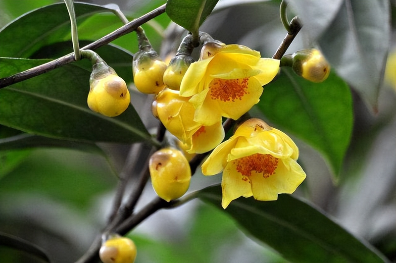 金花茶种植方法