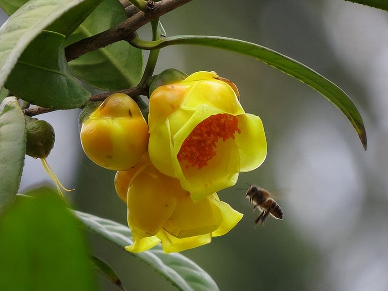 金花茶种植方法