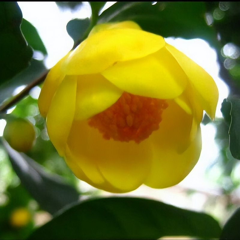 金花茶种植方法