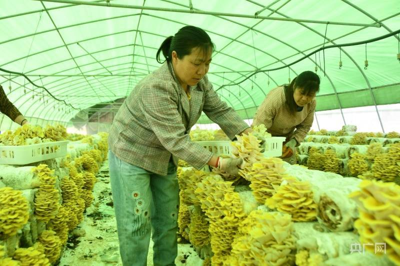 贵州织金：黄金菇铺就致富路