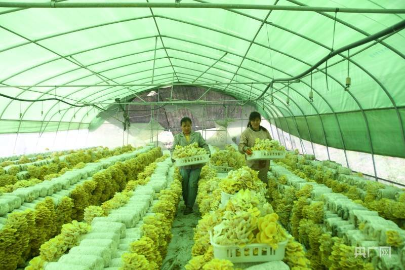 黄金菇种植方法