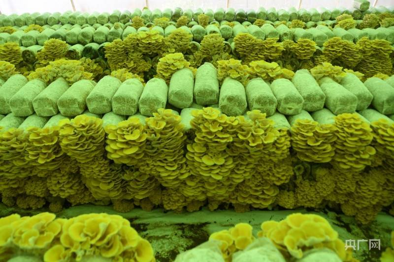 黄金菇种植方法