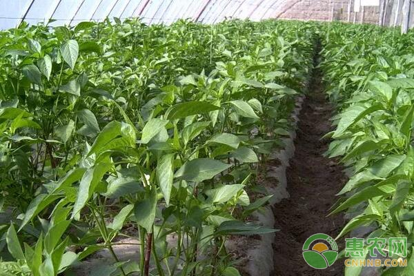 益智的种植技术