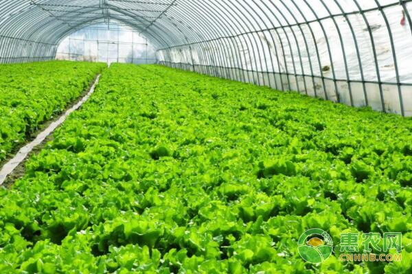 益智的种植技术