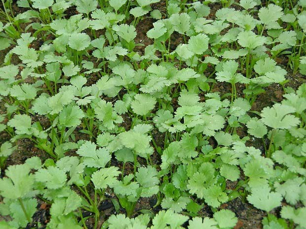 香菜种植技术和时间