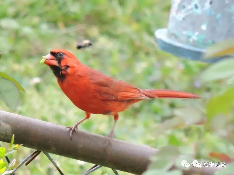 语病题的十六种规律