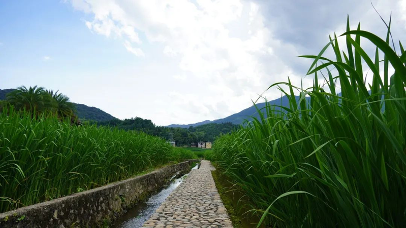 茭白种植技术视频