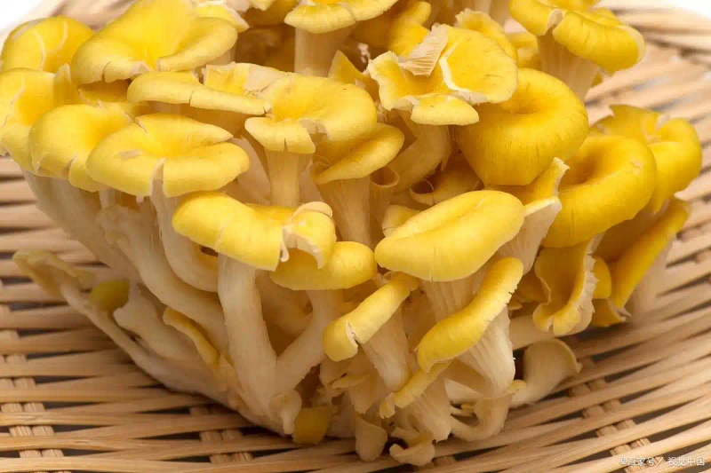 黄金菇种植方法