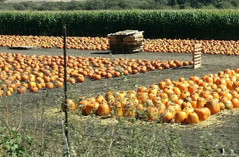 黄金菇种植方法