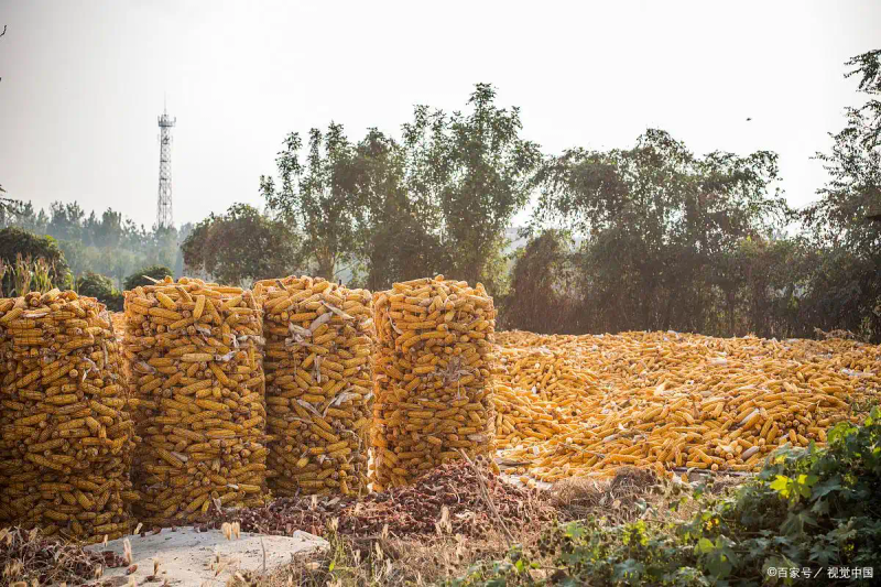 黄金菇种植方法