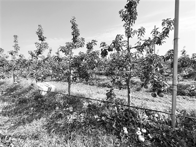 寒富苹果种植方法