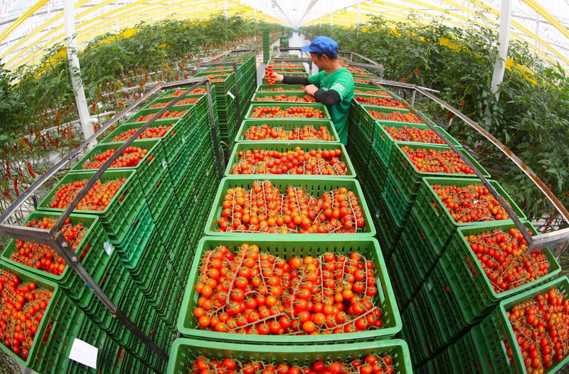 温室番茄种植技术