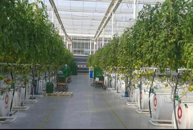 温室番茄种植技术