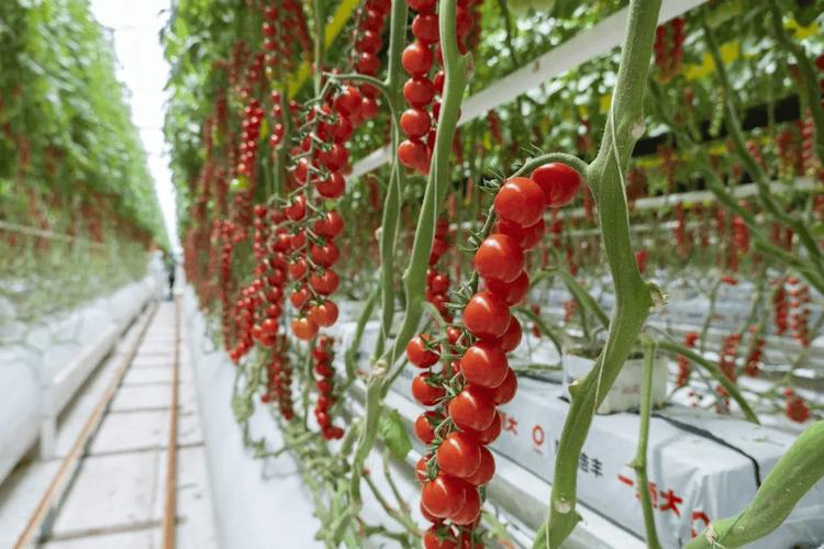 温室番茄种植技术