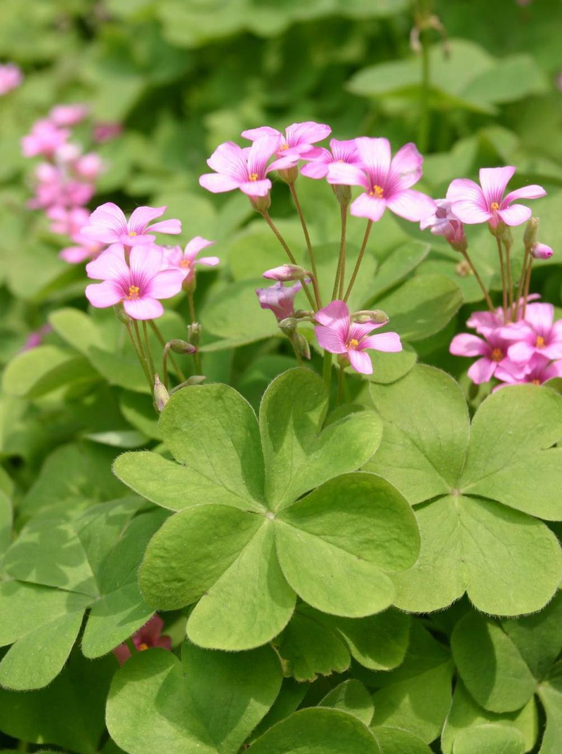 How do you plant herb seeds