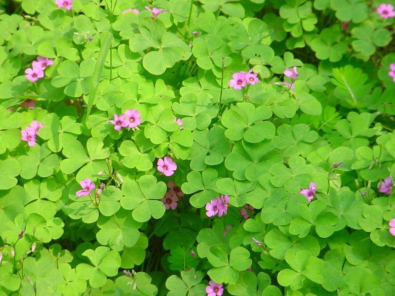 How do you plant herb seeds