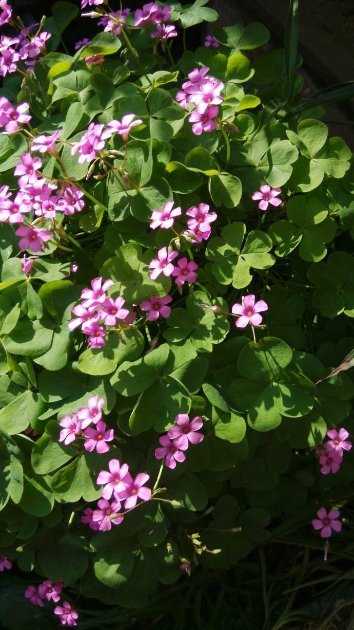 How do you plant herb seeds