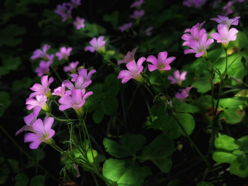 How do you plant herb seeds