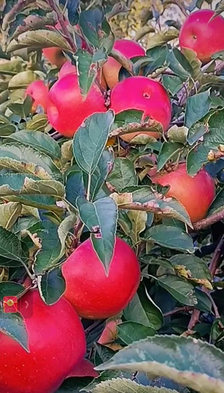 寒富苹果种植方法