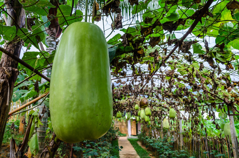 节瓜种植方法