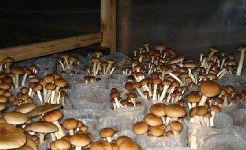 How to grow tea, mushrooms